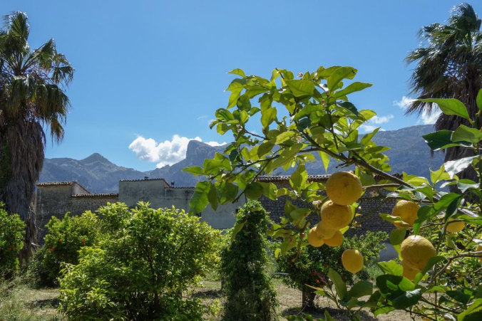 Soller-Zitronenbäume.jpg